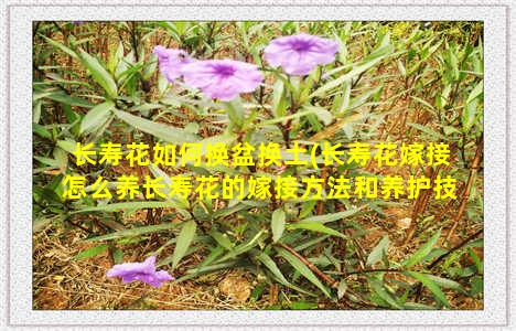 长寿花如何换盆换土(长寿花嫁接怎么养长寿花的嫁接方法和养护技巧)