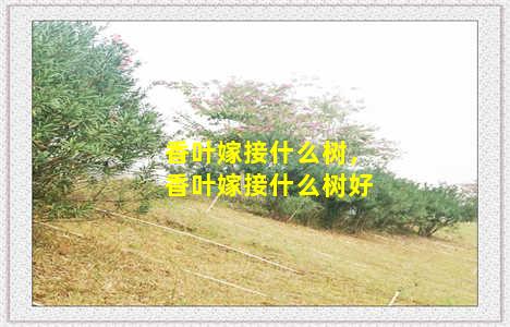 香叶嫁接什么树，香叶嫁接什么树好